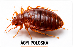 Ágyi poloska elleni kezelés – InsectPRO