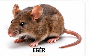 Egérirtás – InsectPRO