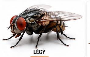Légy elleni védekezés – InsectPRO