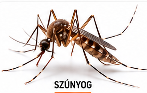 Szúnyog elleni kezelés – InsectPRO